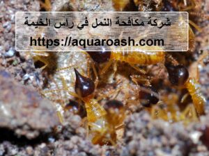 شركة مكافحة النمل في راس الخيمة |0565811302