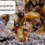 شركة مكافحة النمل في عجمان