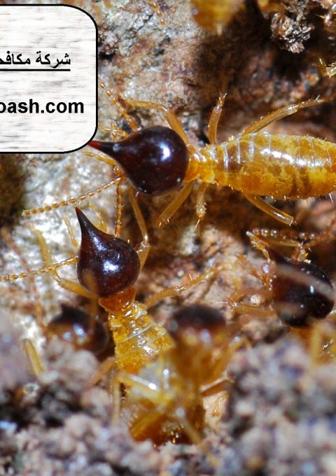 شركة مكافحة النمل في عجمان شركة مكافحة النمل في عجمان