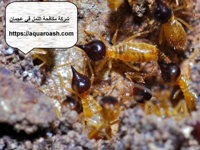 شركة مكافحة النمل في عجمان
