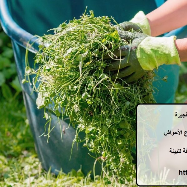 شركة تنظيف احواش في الفجيرة